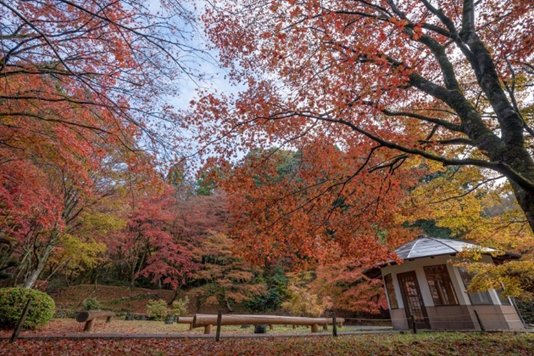 鶏足寺の境内を彩る紅葉