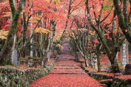 紅葉に染まる鶏足寺の参道